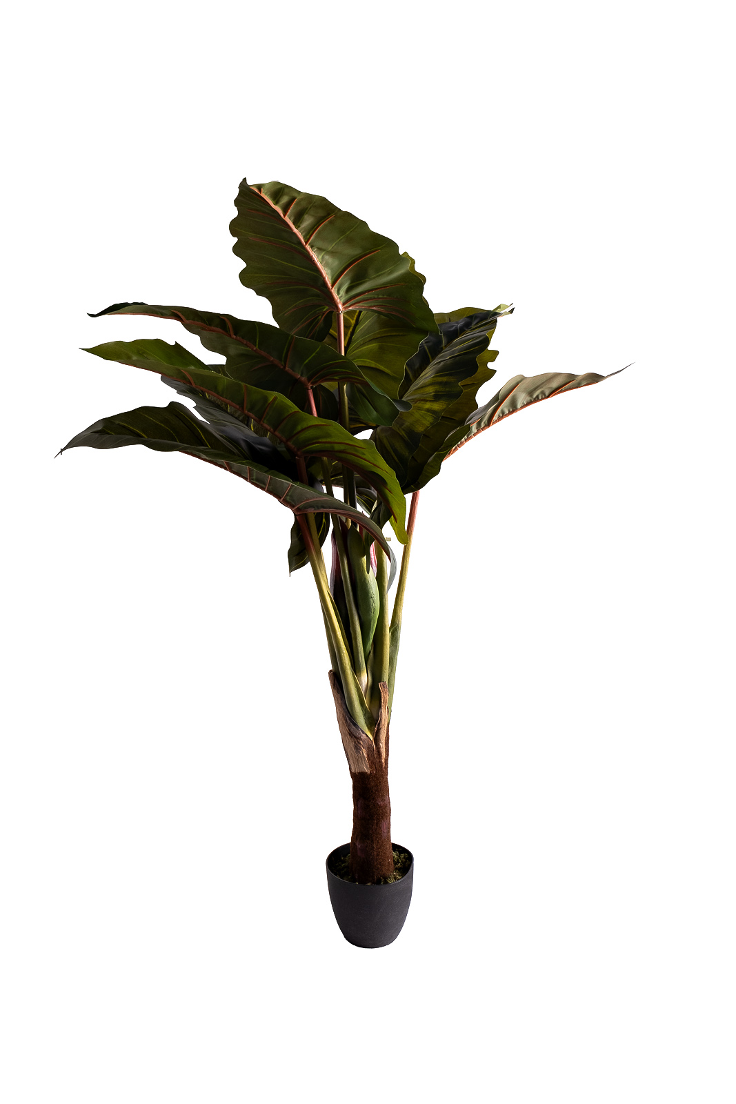 29BJ-820-155 Колоказия искусственная в горшке h155см_s2 1