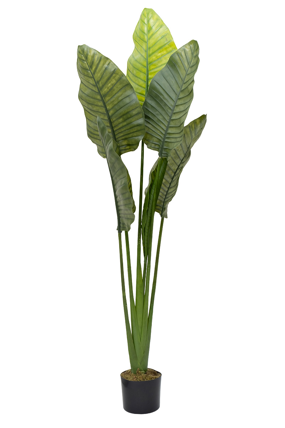 29BJ-942  Дерево путешественников в горшке h163см_s2 1