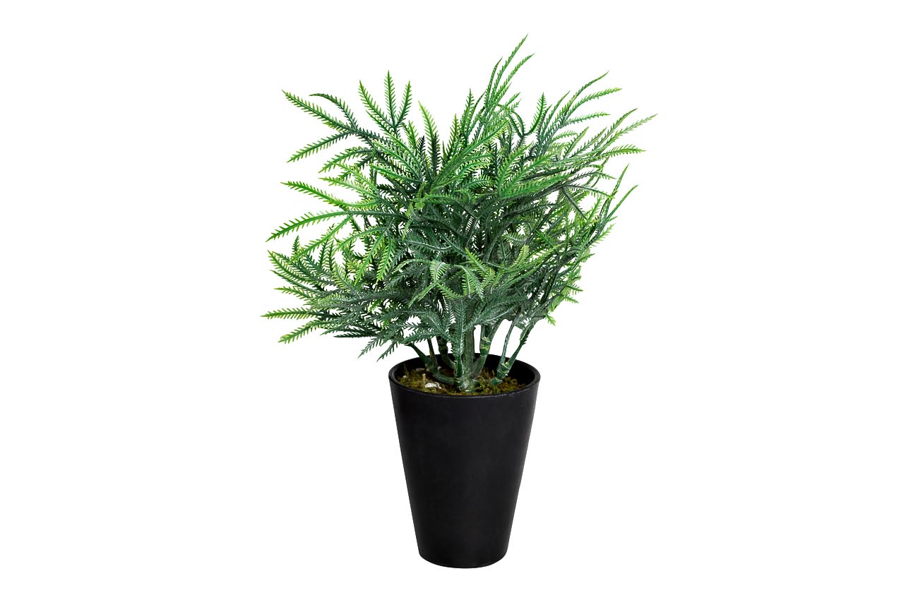 8J-18CK0020 Кипарисовик в горшочке 25 см (24)_s2 1