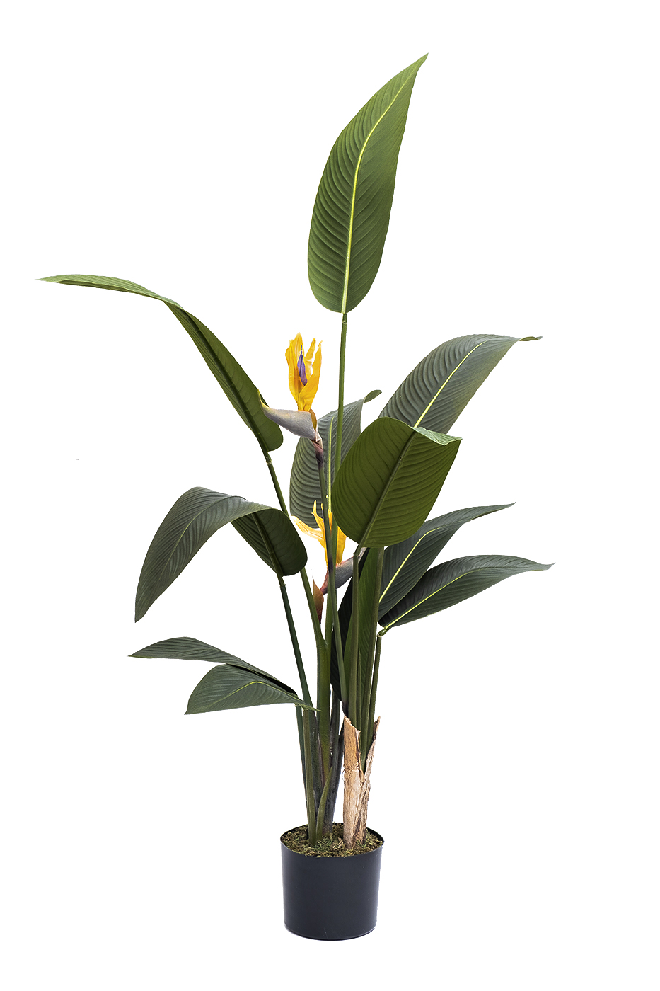 29BJ-925-11 Куст стрелиции  в горшке h153см_s2 1