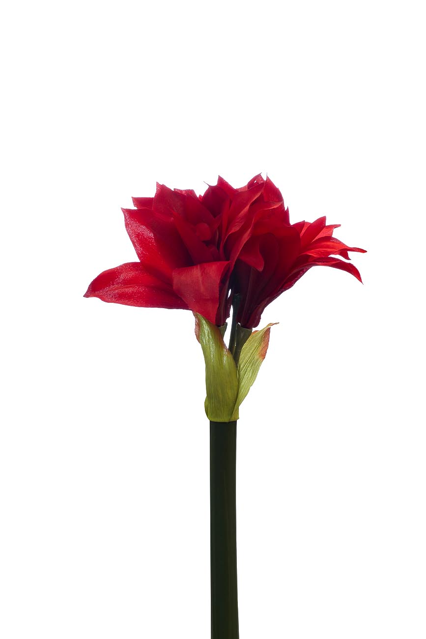9F27666S-1545R Амариллис красный, 82см (12)_s2 1