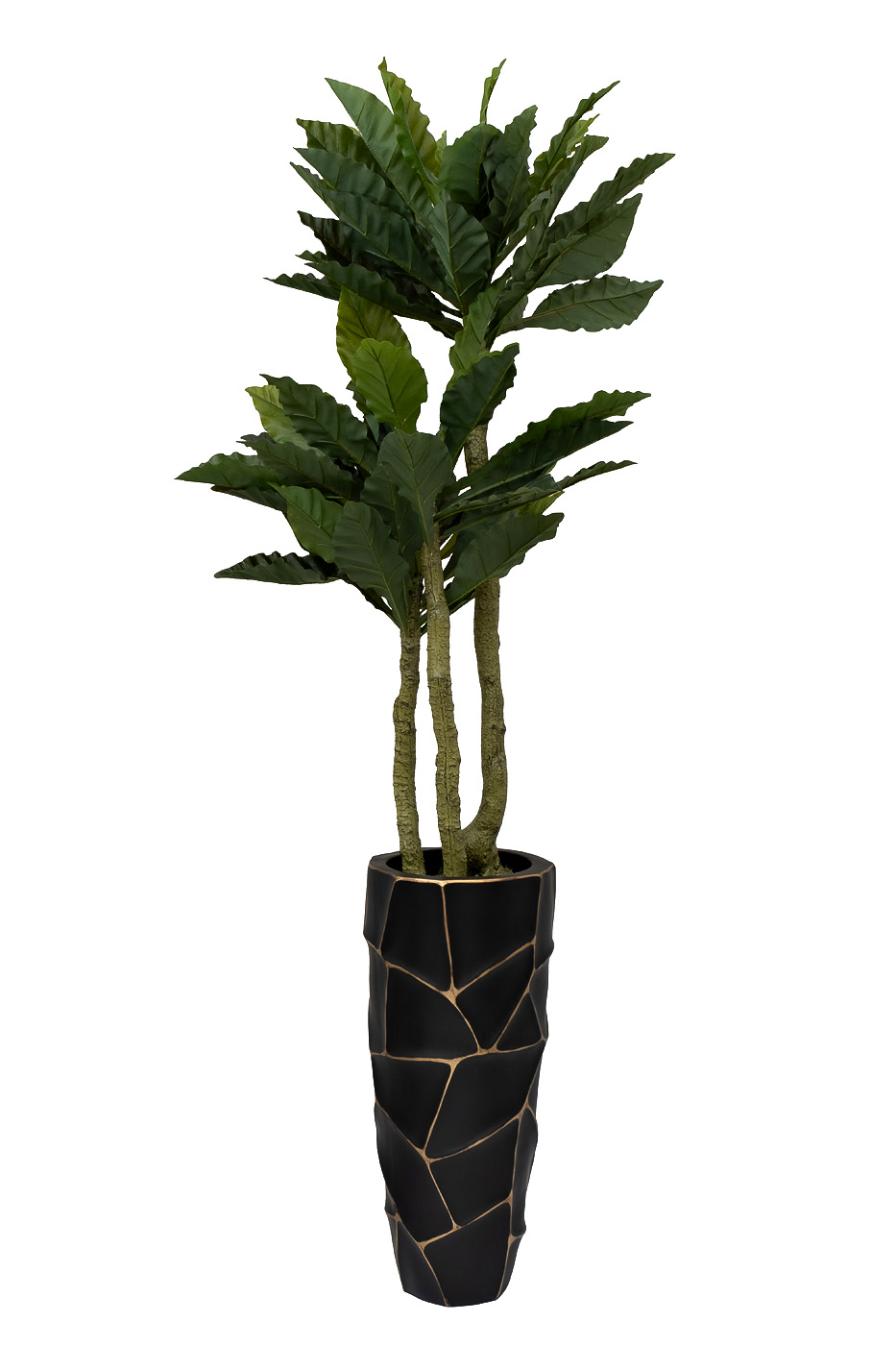 29BJ-934 Папоротник гнездовой в горшке h150см_s2 2