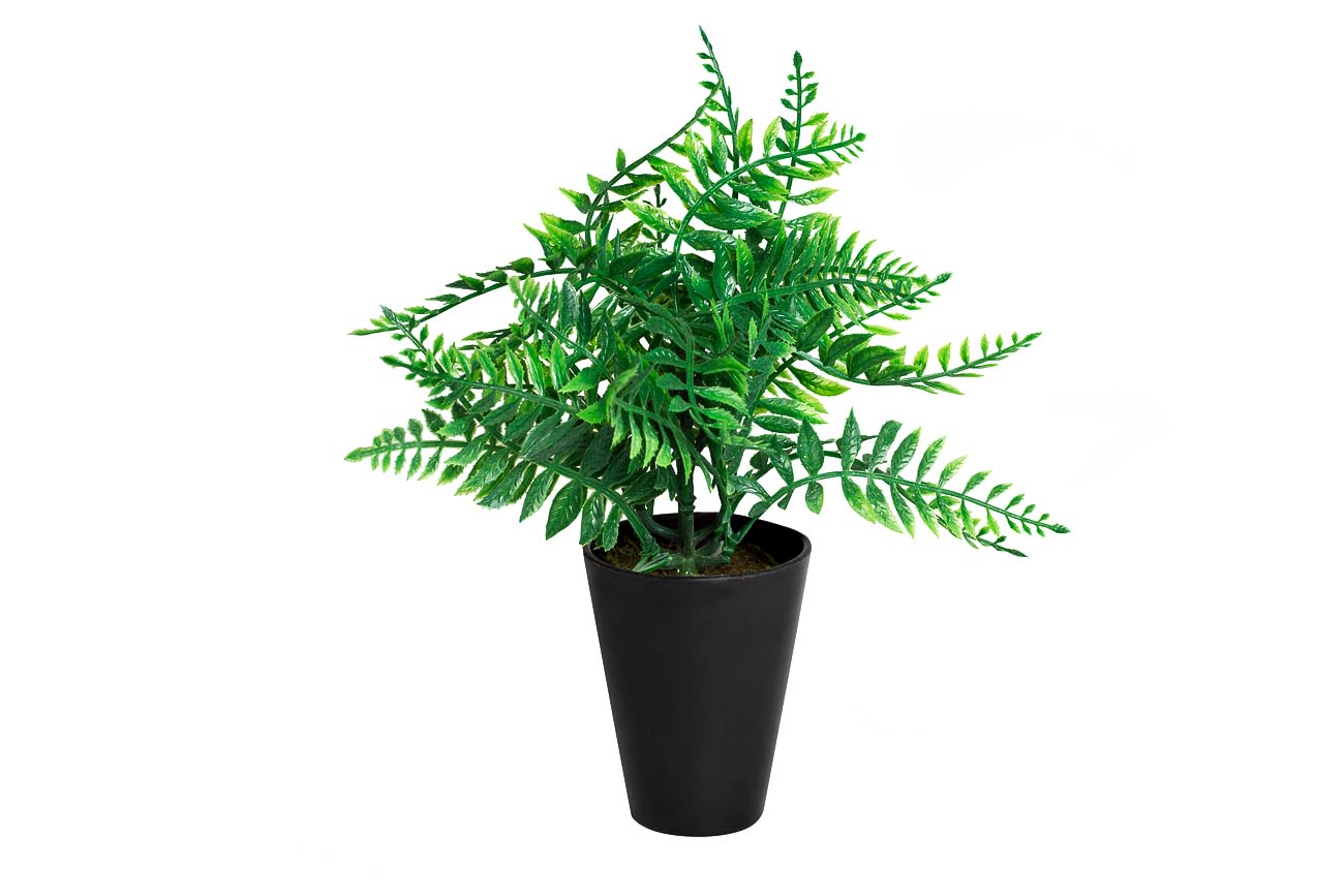 8J-18CK0018 Папоротник в горшочке 25 см (24)_s2 1