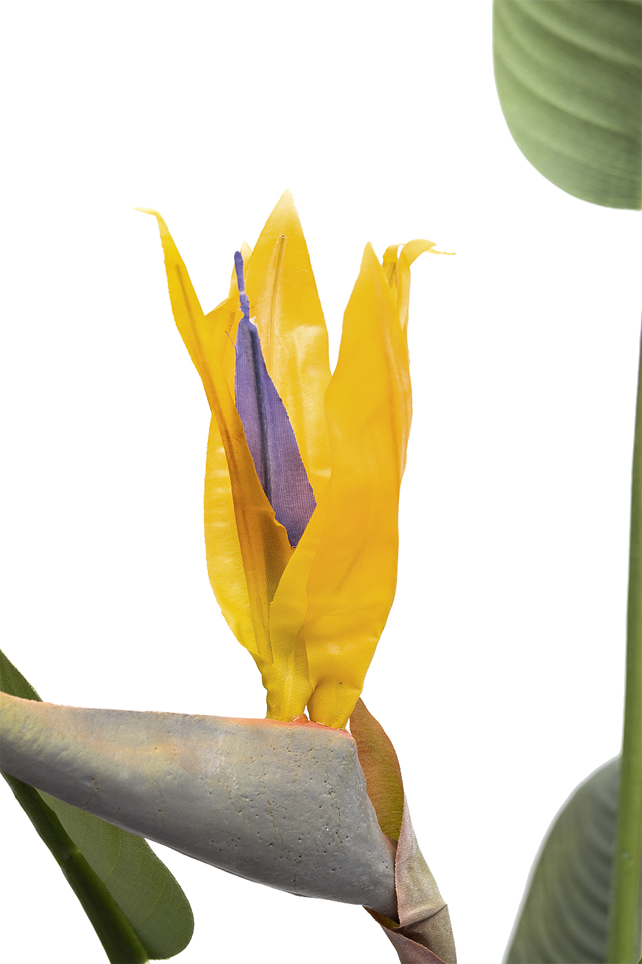 29BJ-925-11 Куст стрелиции  в горшке h153см_s2 2