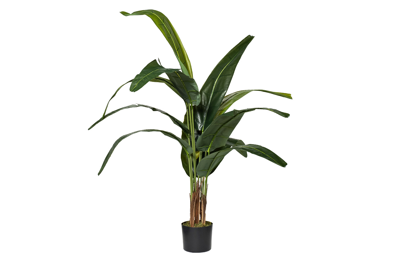 29BJ-778-12  Дерево Traveler's Tree в горшке h140см_s2 1