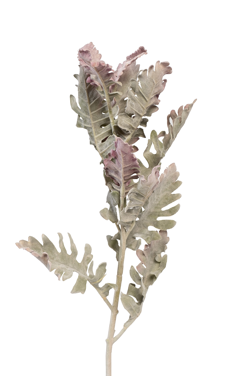 9F28508-5459 Цинерария 76см(24)_s2 1