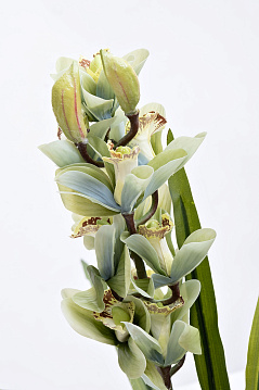29BJ-911-33 Орхидея Цимбидиум (Cymbidium) искусств. лаймовая в горшке h110 см_s2