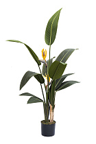 29BJ-925-11 Куст стрелиции  в горшке h153см_s2