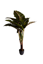 29BJ-820-155 Колоказия искусственная в горшке h155см_s2