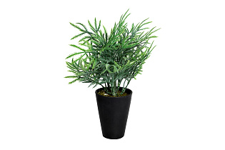 8J-18CK0020 Кипарисовик в горшочке 25 см (24)_s2