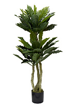 29BJ-934 Папоротник гнездовой в горшке h150см_s2