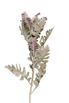 9F28508-5459 Цинерария 76см(24)_s2 1 (превью)