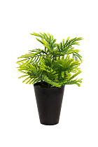 8J-18CK0019 Туя в горшочке 25 см (24)_s2 1 (превью)