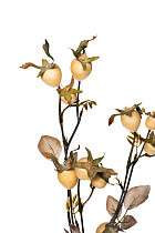 9F78731-WH Ветка с плодами шиповника 74см (24)_s2 2 (превью)