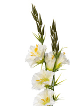 8J-950004 Гибискус белый 78см (12)_s2