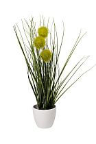 8J-20RK0005-GR Алиум зеленый  в горшке H38см(12)_s2