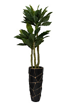 29BJ-934 Папоротник гнездовой в горшке h150см_s2