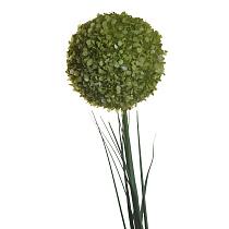 8J-13RS0011 Алиум малый зеленый 78см(36)_s2