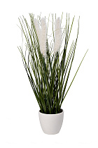 8J-20RK0006-WH Тростник декоративный белый в горшке H38см(12)_s2