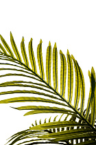 29BJ-926-10 Пальма искусственная в горшке h130см_s2 2 (превью)