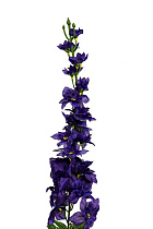 8J-17S0018/2 Дельфиниум синий 86 см (24)_s2