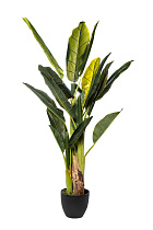 29BJ-803-18 Банановый куст в горшке h120см_s2