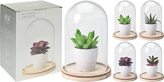 HZ1002200 Суккулент в горшке в стекл. куполе H20см в асс.(4)_s2