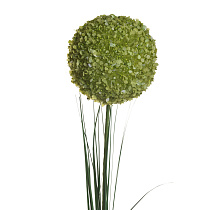 8J-13RS0013 Алиум зеленый 80 см (24)_s2