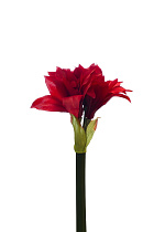9F27666S-1545R Амариллис красный, 82см (12)_s2 1 (превью)