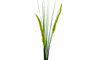 8J-15RS0006 Веточка камыша 75 см (48)_s2