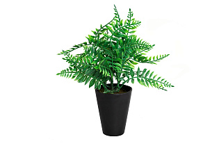 8J-18CK0018 Папоротник в горшочке 25 см (24)_s2
