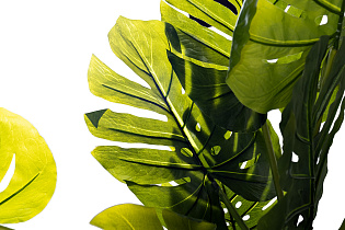 29BJ-924-10 Монстера искусственная в горшке h100см_s2