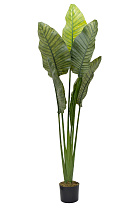 29BJ-942  Дерево путешественников в горшке h163см_s2 1 (превью)