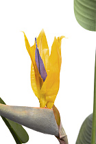 29BJ-925-11 Куст стрелиции  в горшке h153см_s2