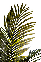 29BJ-926-13 Пальма искусственная в горшке h150см_s2